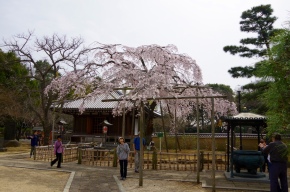In Tozenji Temple