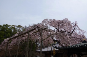 In Tozenji Temple