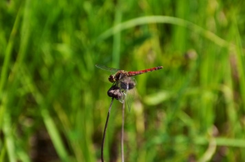 The red dragonfly